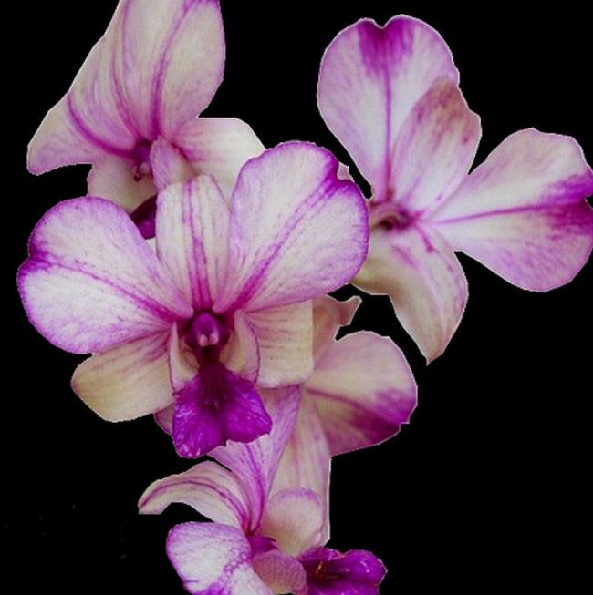 Сводка самых красивых картинок орхидей
