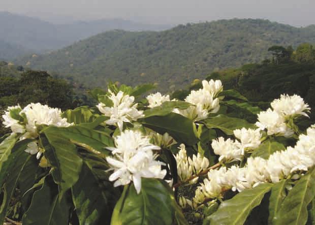 ترکیب تصاویر از زیباترین گلهای قهوه