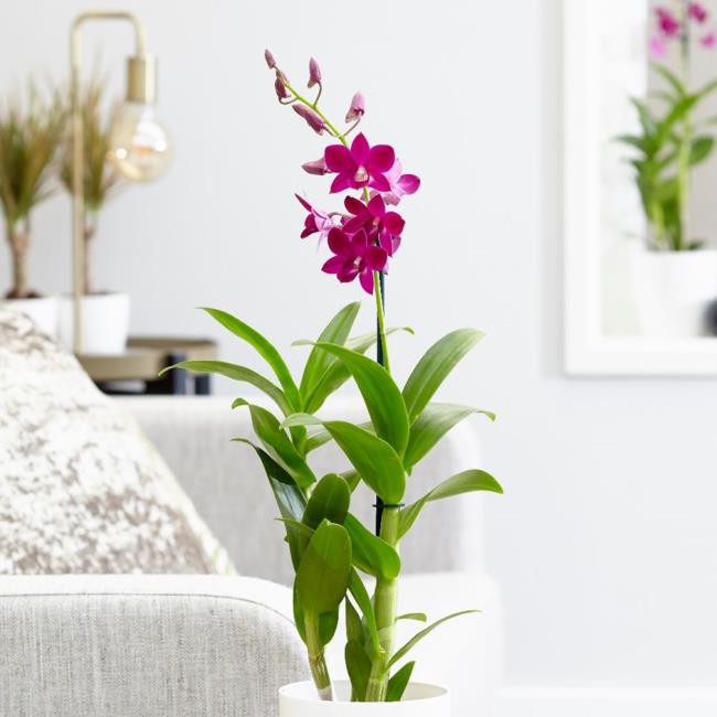 Résumé des plus belles photos d'orchidées