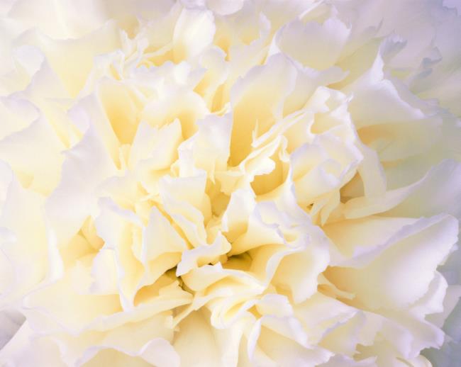 Bilder der schönsten weißen Nelke kombinieren