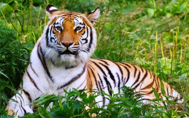 Koleksi gambar harimau paling indah