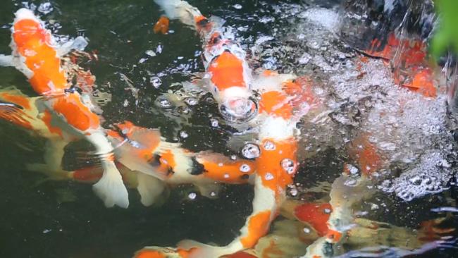 Collection of the most beautiful Koi fish pictures