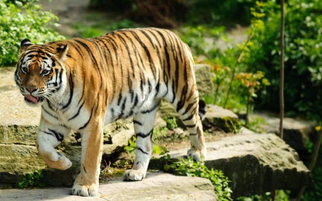 Colecția celei mai frumoase imagini de tigru