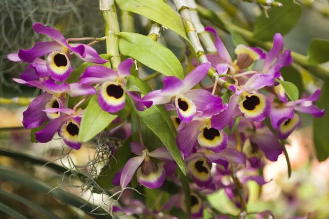 Zusammenfassung der schönsten Orchideenbilder