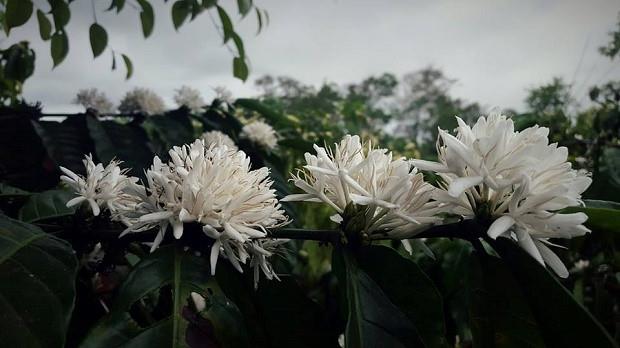 Combinando imagens das mais belas flores de café