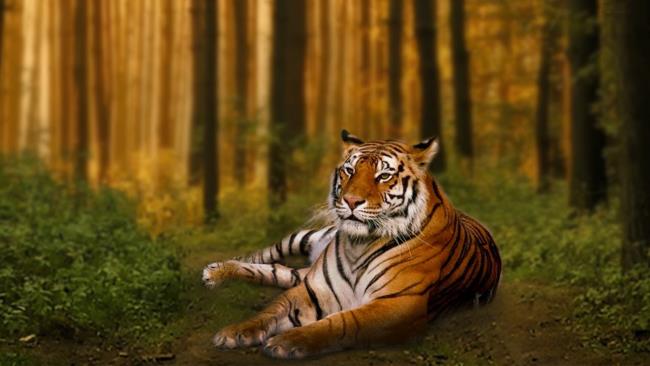 最美麗的老虎形象的集合