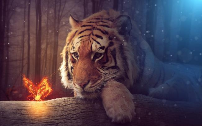 Verzameling van de mooiste tijgerafbeelding
