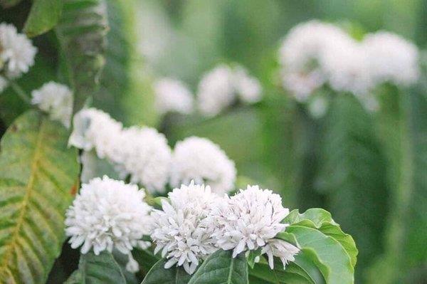 Combinando imágenes de las flores de café más bellas
