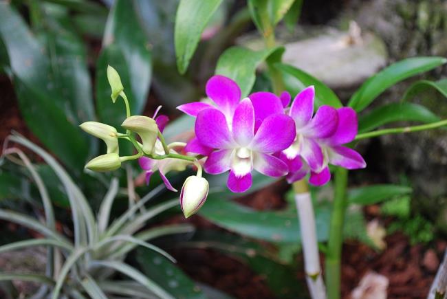 Résumé des plus belles photos d'orchidées