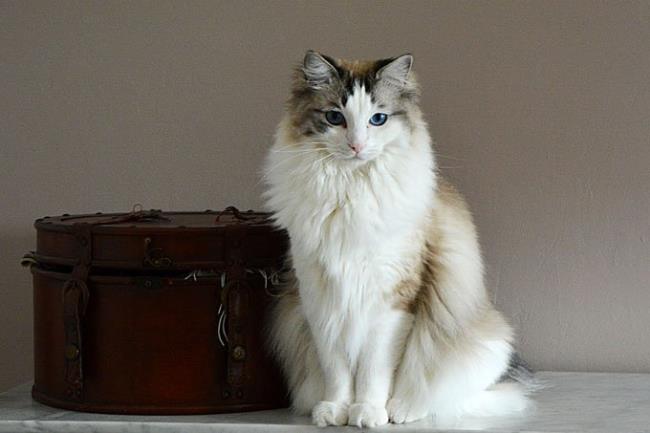 Sammlung der schönsten Ragdoll-Katzen