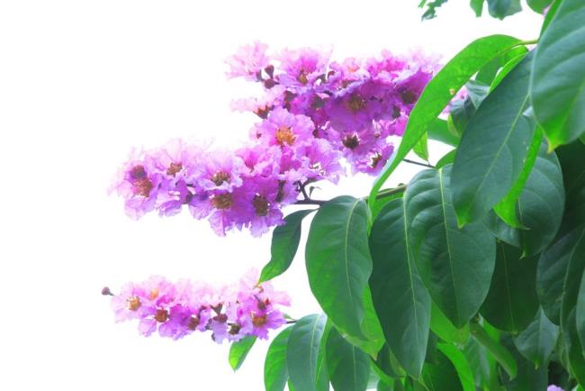 Gambar bunga ungu Lentil yang indah