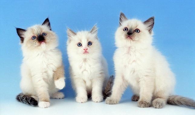 Sammlung der schönsten Ragdoll-Katzen