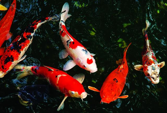 Koleksi gambar ikan Koi yang paling indah