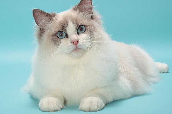 Colecția celor mai frumoase pisici Ragdoll