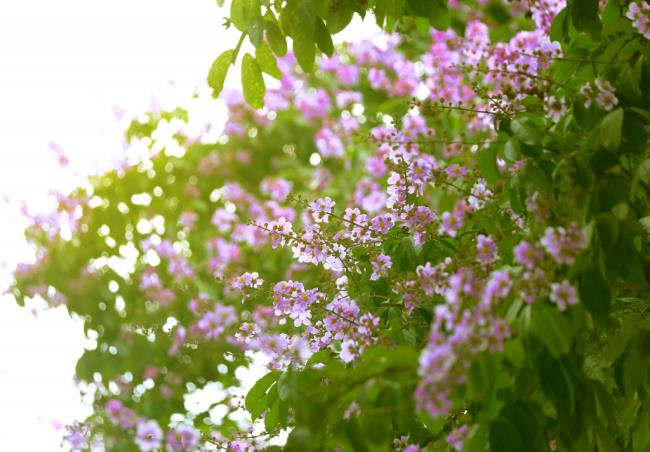 美しい紫色のレンズ豆の花の画像