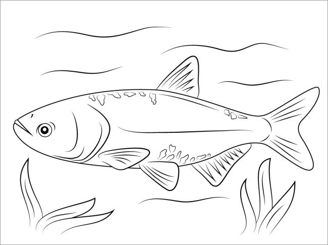 Краткая информация о красивых раскрасках рыб