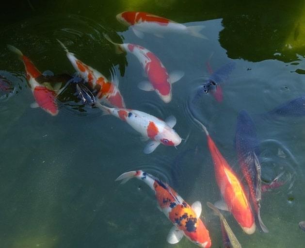 Collection des plus belles photos de poissons Koi