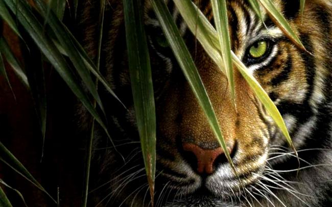 Sammlung des schönsten Tigerbildes