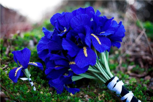 Summary of the most beautiful irises in the world
