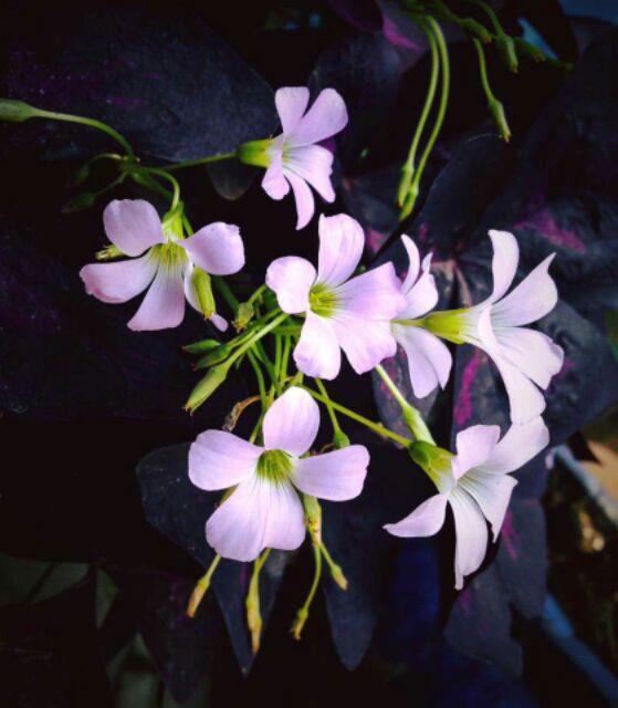 सबसे सुंदर कीट फूलों की छवियों का संग्रह