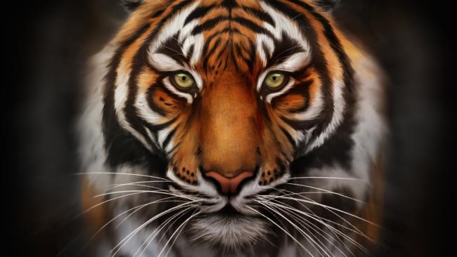 Коллекция самого красивого изображения тигра