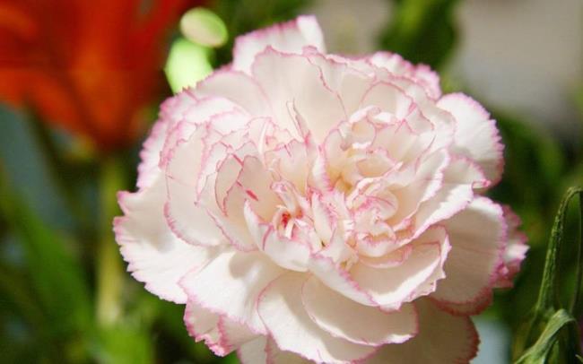 Combining images of the most beautiful white carnation