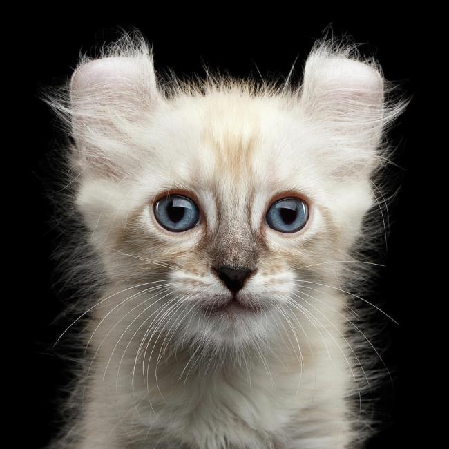 Resumen de la oreja de gato americana más bella torcida