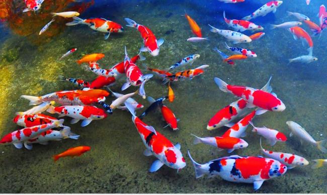 가장 아름다운 잉어 물고기 사진 모음