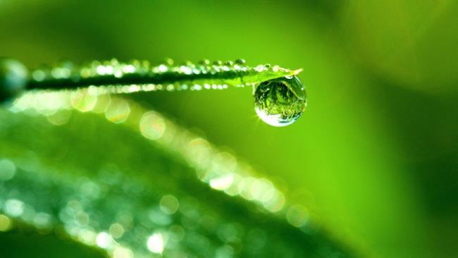 Collection of dewdrop images as a beautiful wallpaper