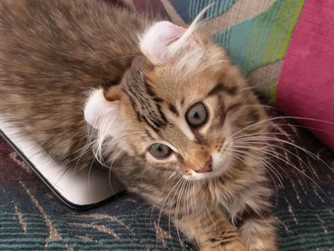 Краткая информация о самой красивой американской кошке скручено ухо