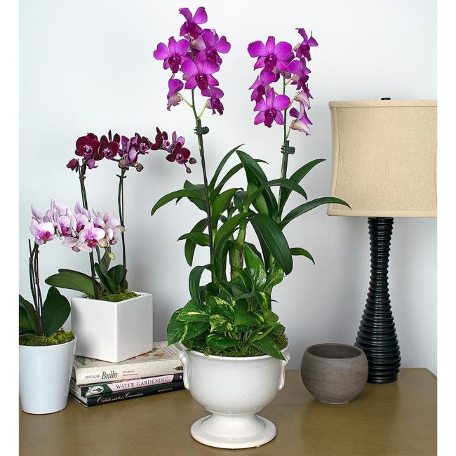 Resumo das mais belas fotos de orquídeas