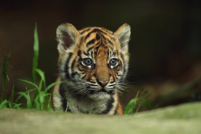 Collection de la plus belle image de tigre