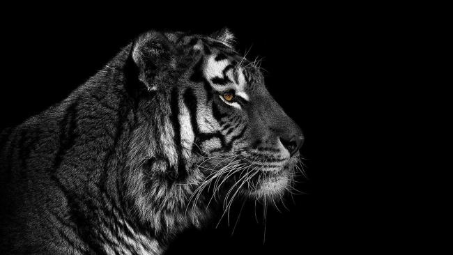 सबसे सुंदर बाघ छवि का संग्रह