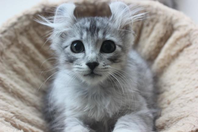 Bükülmüş en güzel Amerikan kedi kulak özeti