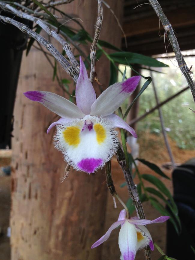 Samenvatting van de mooiste orchideeënfoto's