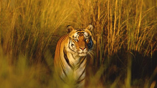Verzameling van de mooiste tijgerafbeelding