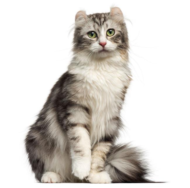 Bükülmüş en güzel Amerikan kedi kulak özeti