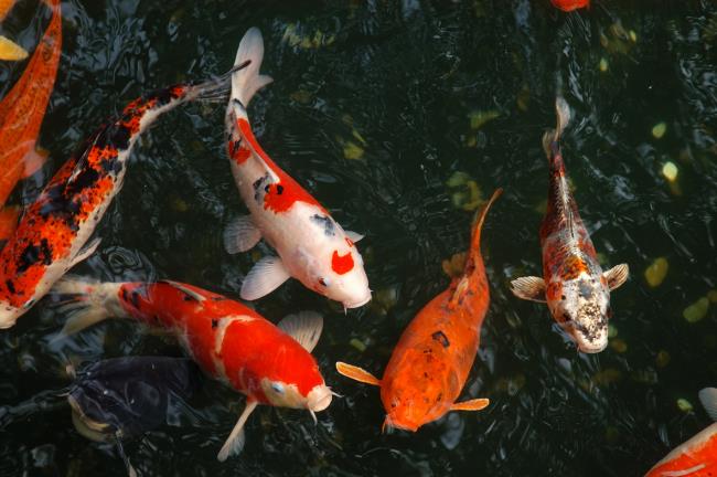 Коллекция самых красивых картинок рыб Кои