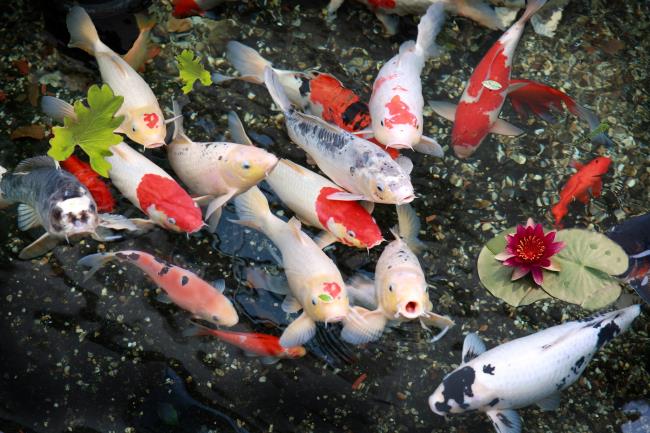 सबसे सुंदर कोई मछली चित्रों का संग्रह