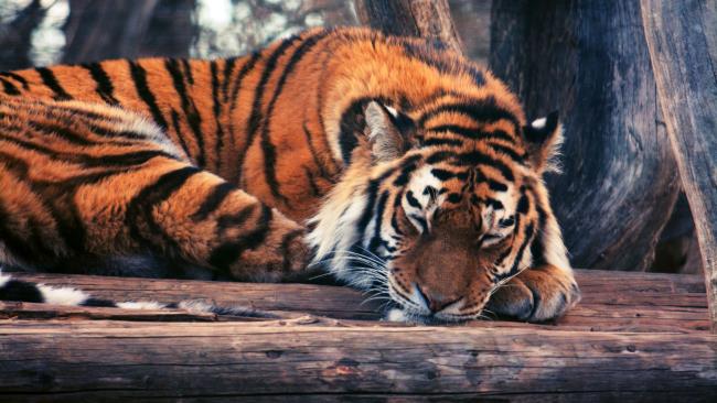 最美麗的老虎形象的集合