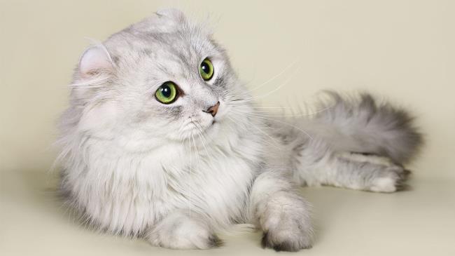 Collection of the most beautiful pictures of American cats