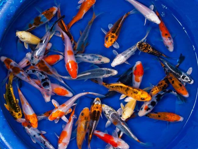 सबसे सुंदर कोई मछली चित्रों का संग्रह