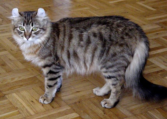Краткая информация о самой красивой американской кошке скручено ухо