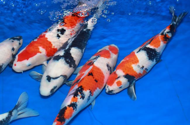 Coleção das mais belas fotos de peixes Koi