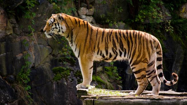 Colecția celei mai frumoase imagini de tigru