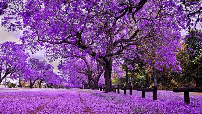 Colección de las flores phoenix púrpuras más bellas