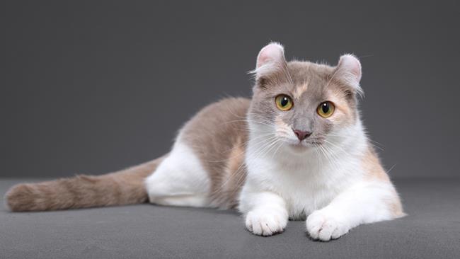 Zusammenfassung des schönsten amerikanischen Katzenohrs verdreht