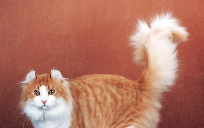 Zusammenfassung des schönsten amerikanischen Katzenohrs verdreht