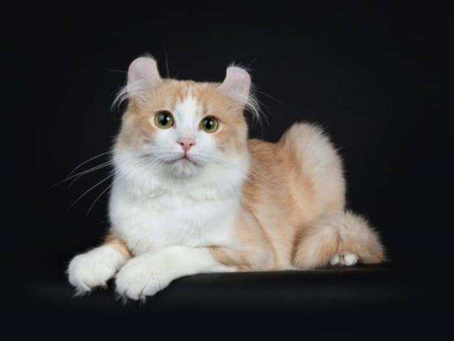सबसे सुंदर अमेरिकी बिल्ली के कान का सारांश मुड़