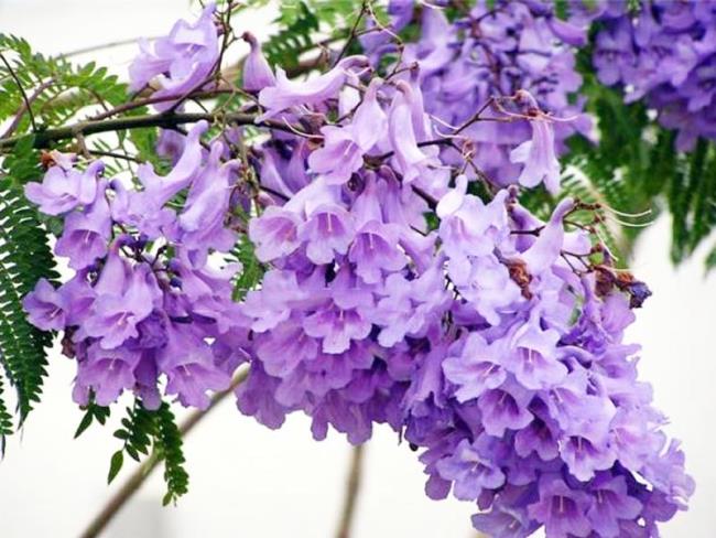 Colección de las flores phoenix púrpuras más bellas